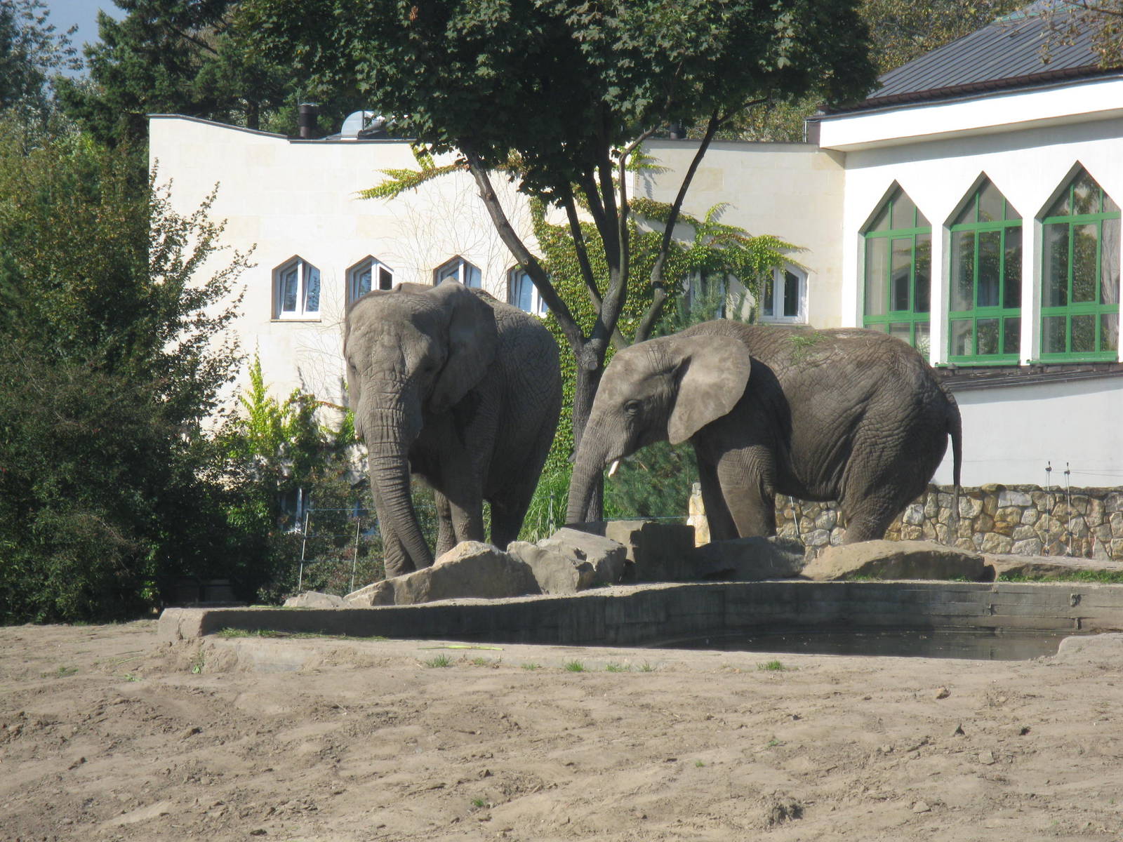 Residents in front of Elephant House