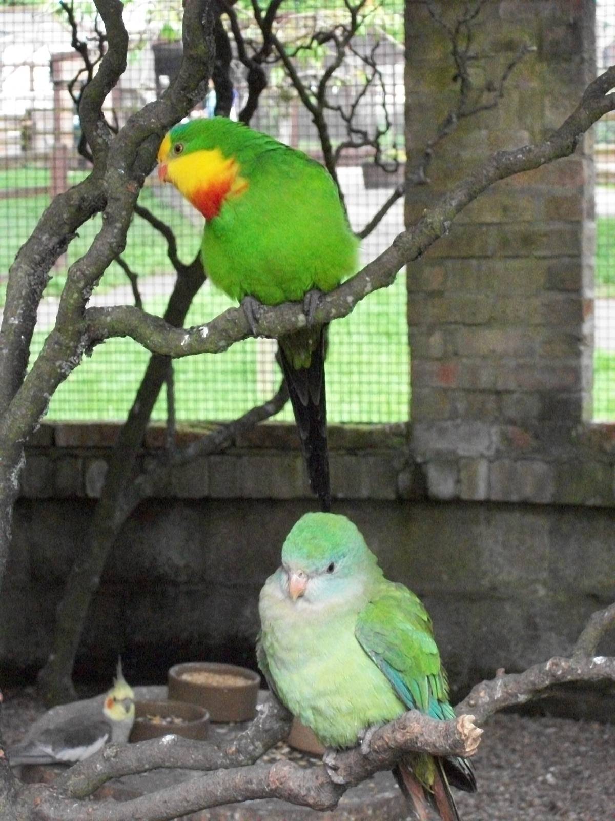 Residents of Polytelis Paradise on holiday, 31st May 2014