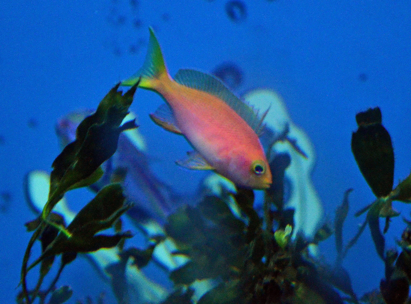 Resplendent Anthias (Pseudanthias pulcherimmus)