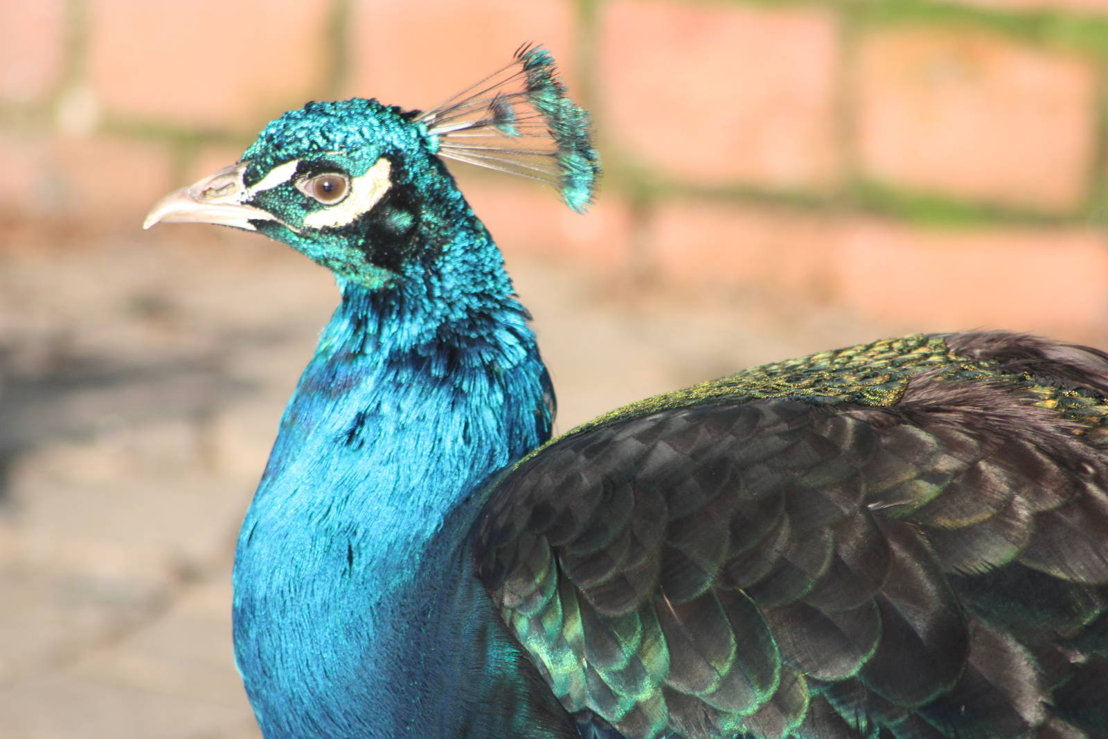 Resplendent in the sunshine, 2nd January 2015