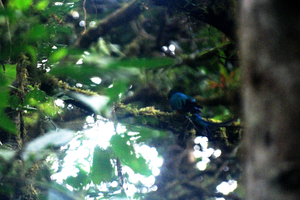 Resplendent Quetzal at Curi Cancha, 20/04/14