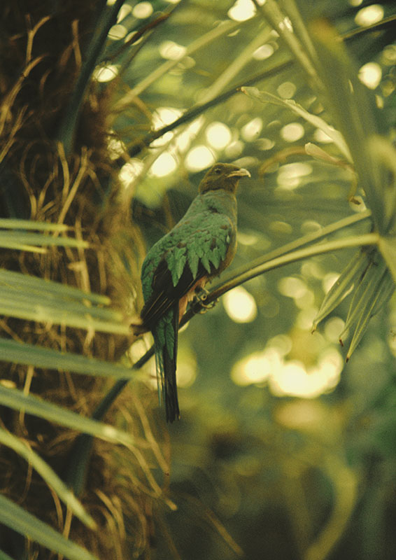 Resplendent quetzal at the original Birdland 1973