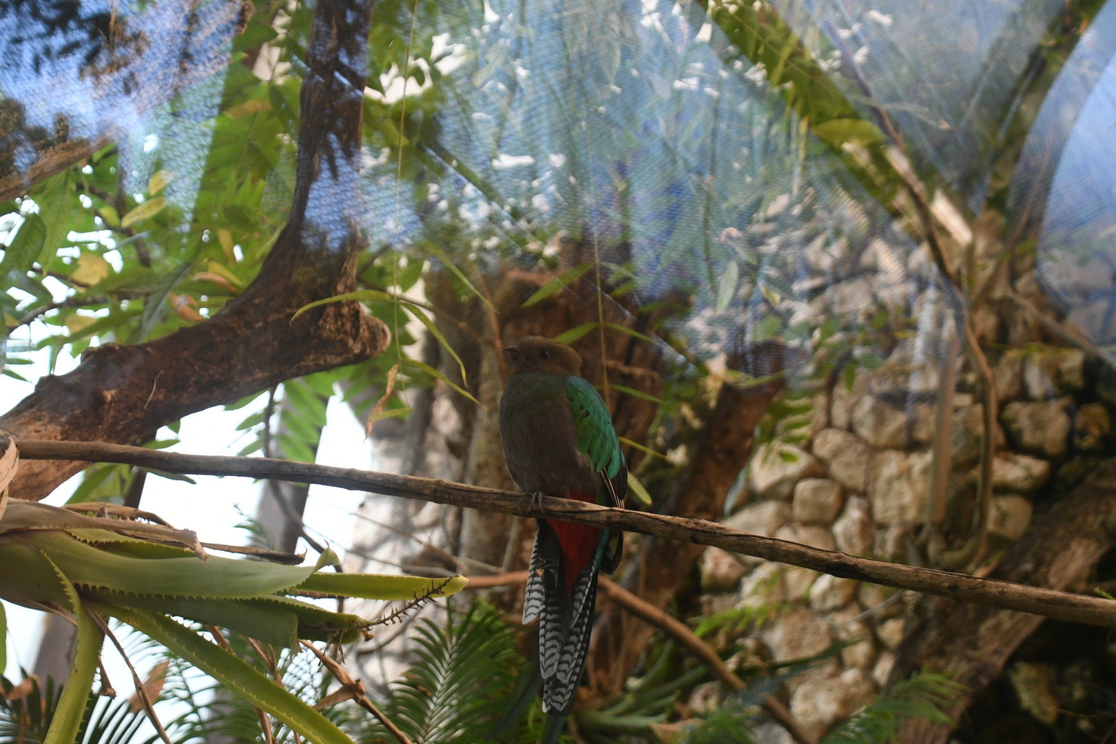 Resplendent Quetzal female