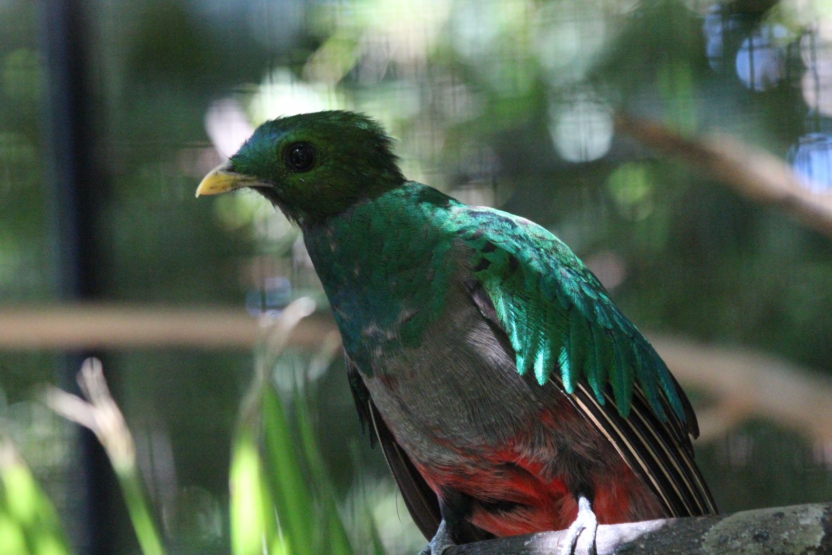 Resplendent Quetzal - Mar 2019
