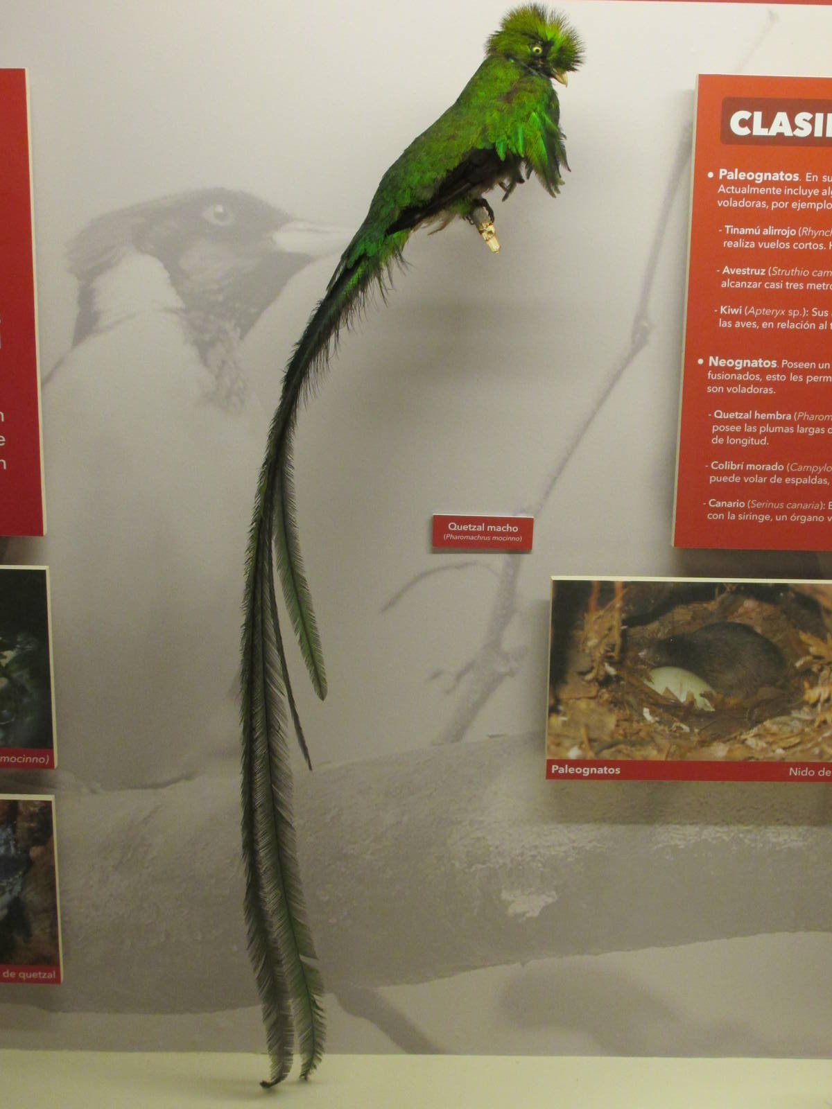 resplendent quetzal museo de historia natural