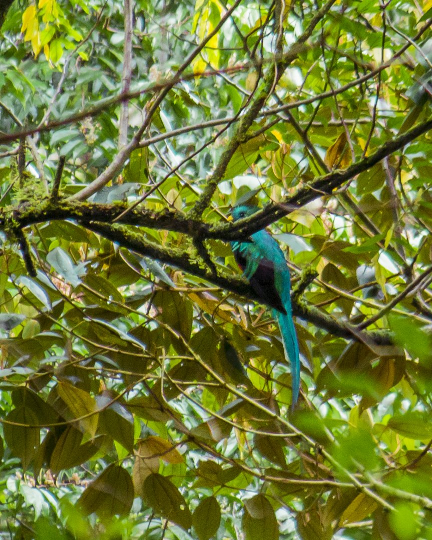 Resplendent quetzal, Pharomachrus mocinno costaricensis