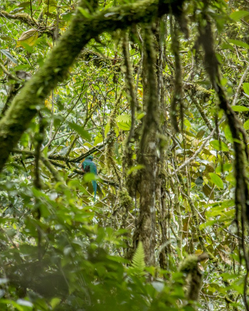 Resplendent quetzal, Pharomachrus mocinno costaricensis