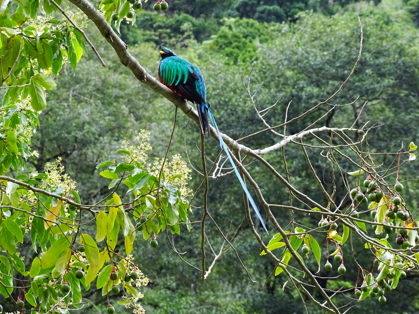 Resplendent quetzal, Pharomachrus mocinno