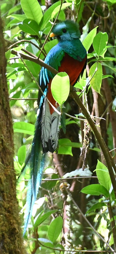 Resplendent Quetzal (Pharomachrus Mocinno)
