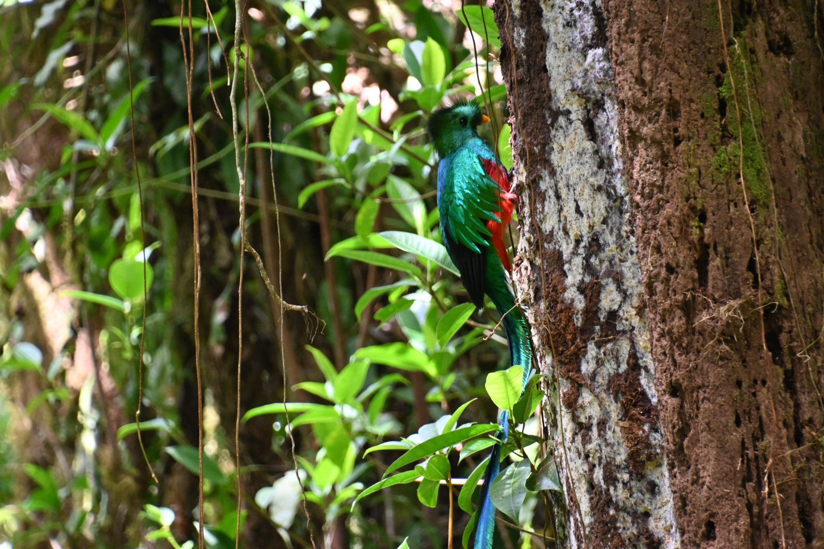 Resplendent Quetzal (Pharomachrus Mocinno)
