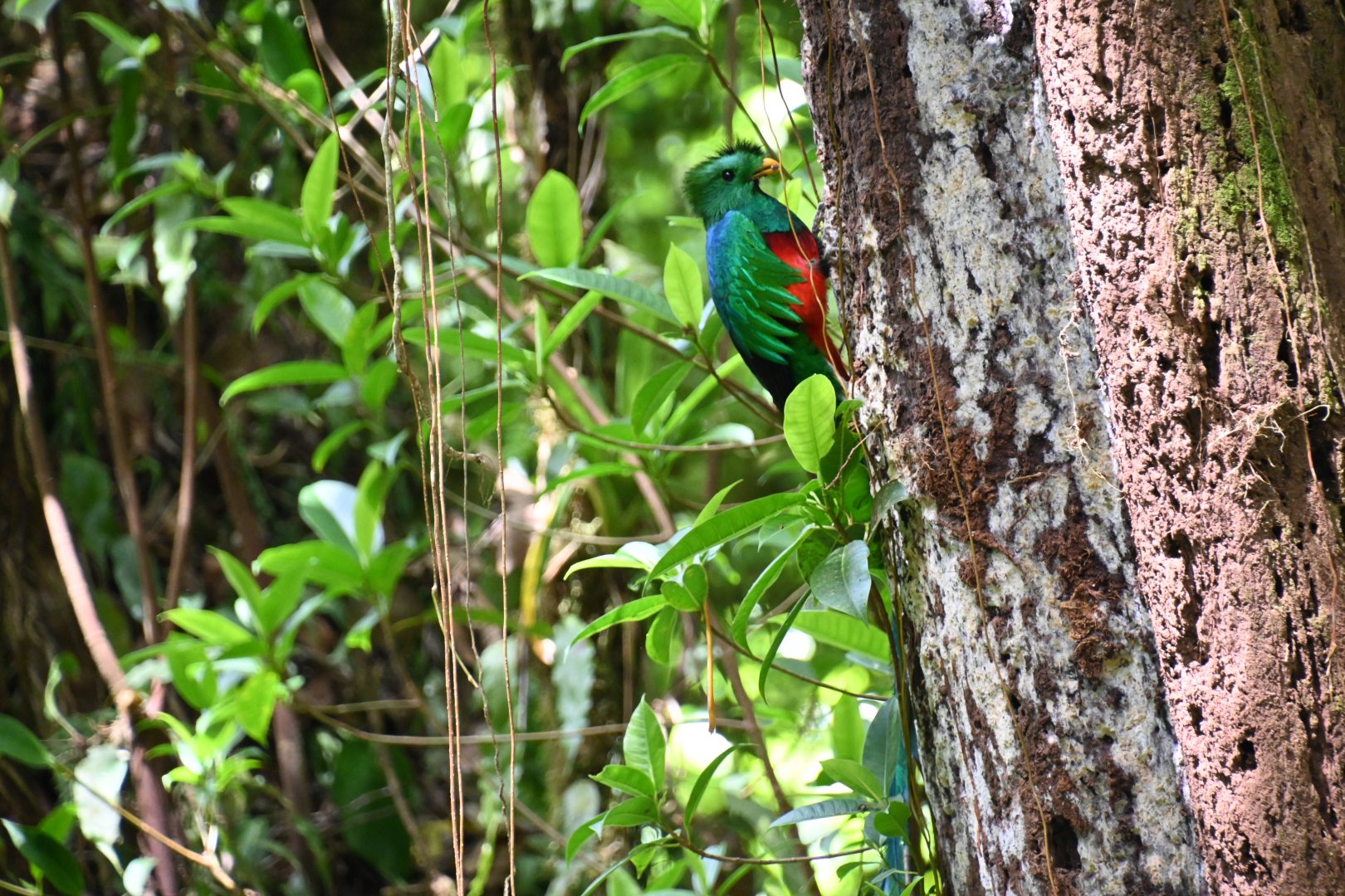 Resplendent Quetzal (Pharomachrus Mocinno)