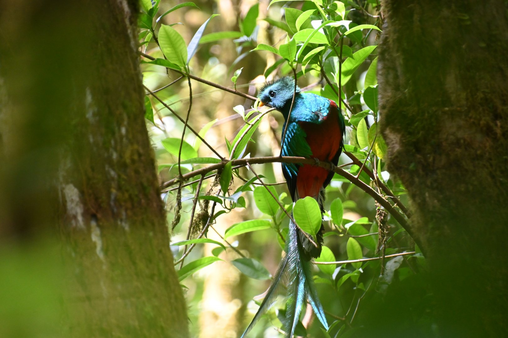 Resplendent Quetzal (Pharomachrus Mocinno)