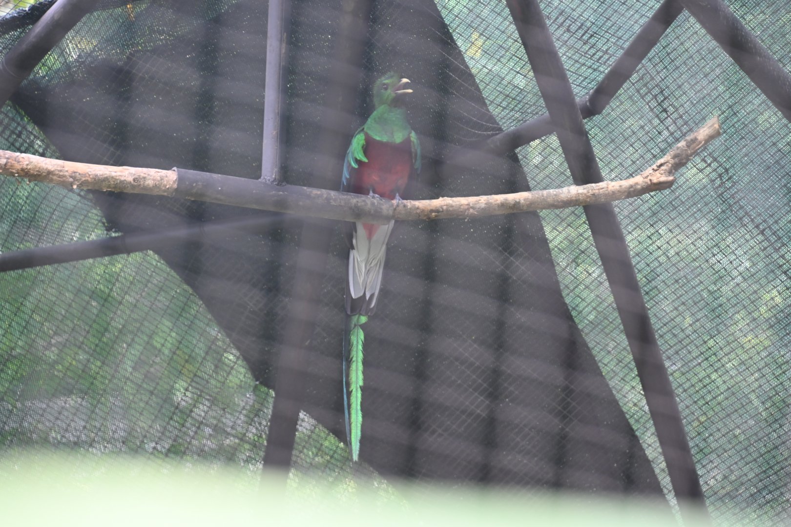 Resplendent quetzal (Pharomachrus mocinno)
