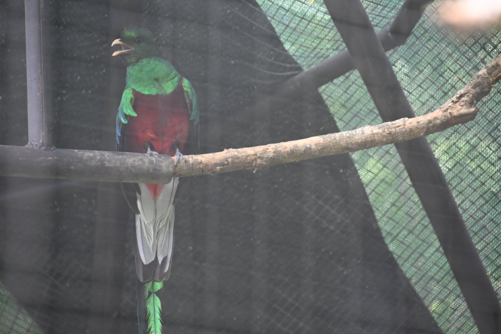 Resplendent quetzal (Pharomachrus mocinno)