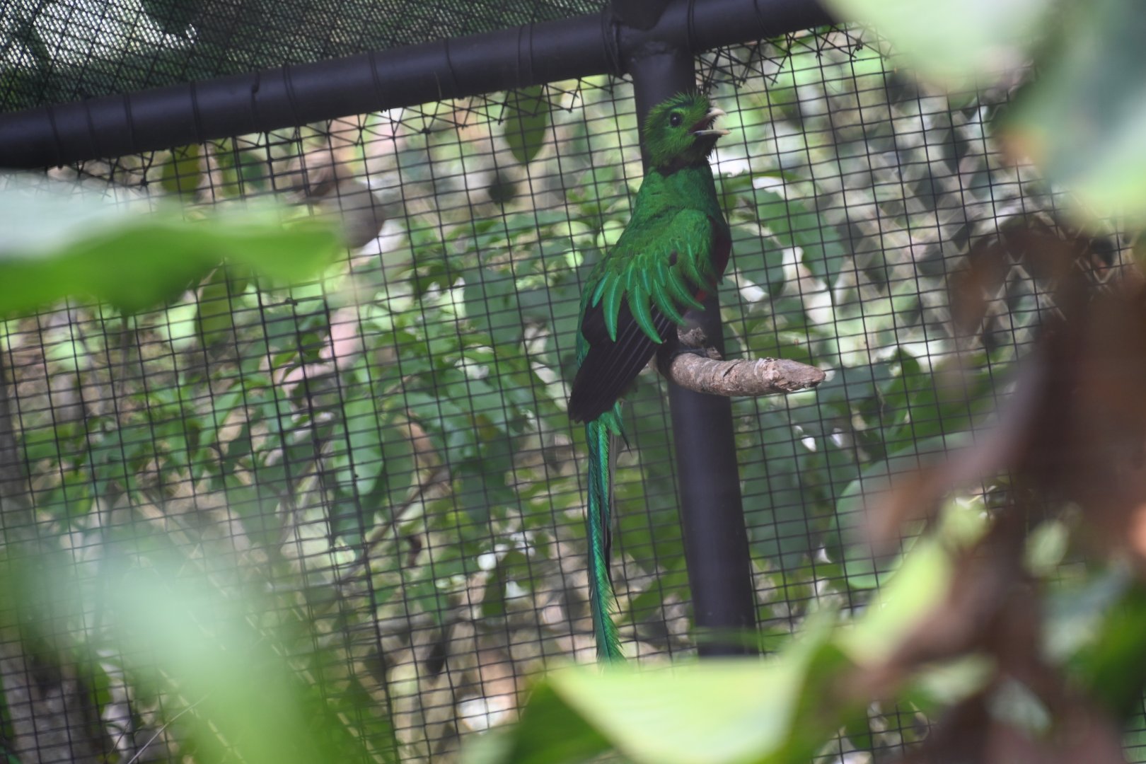 Resplendent quetzal (Pharomachrus mocinno)