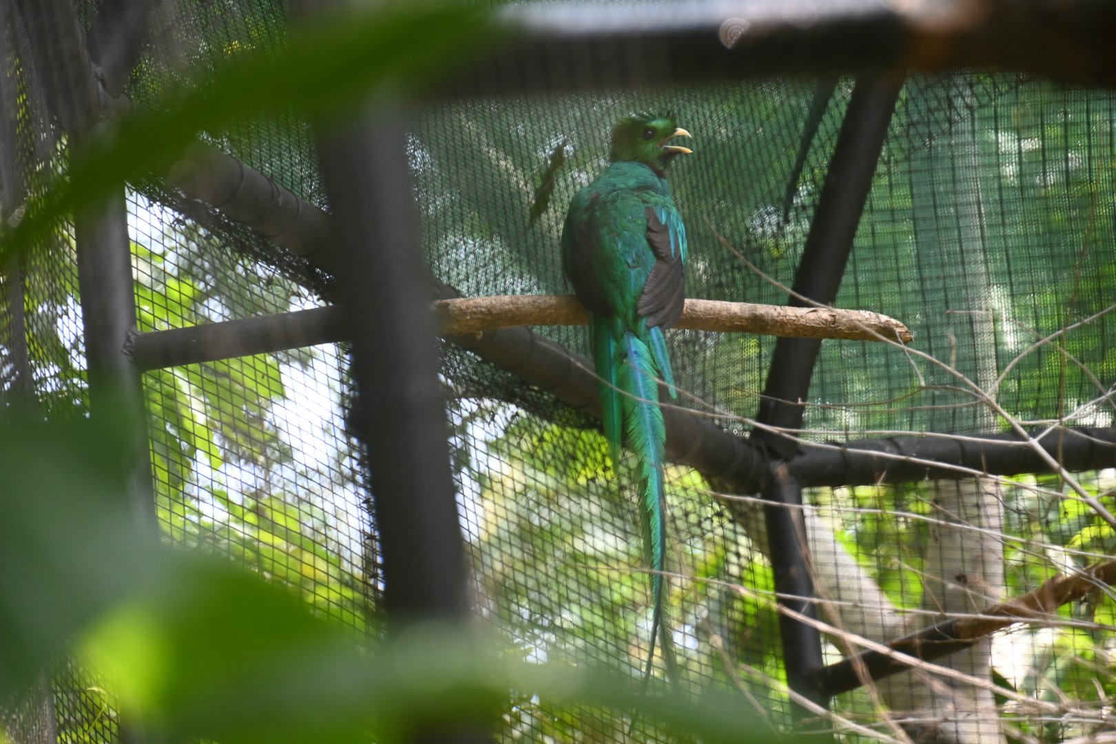 Resplendent quetzal (Pharomachrus mocinno)