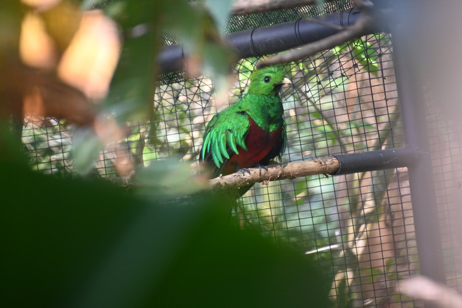 Resplendent quetzal (Pharomachrus mocinno)