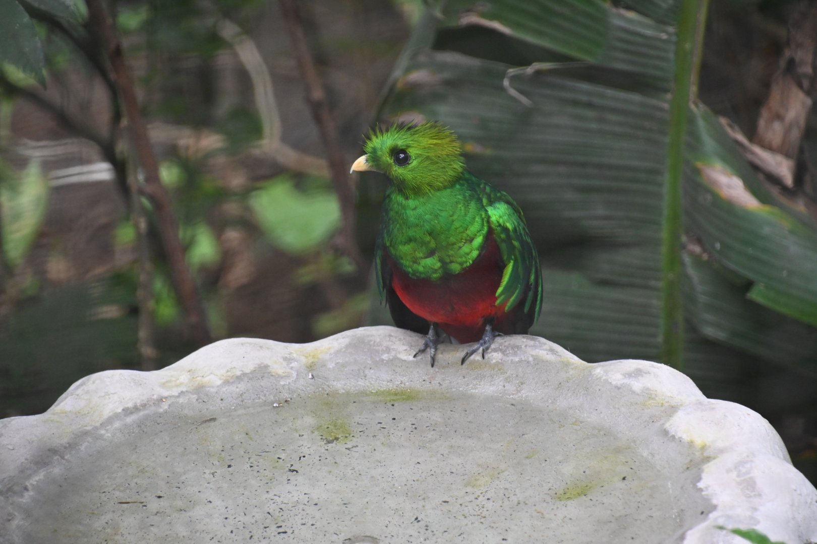 Resplendent quetzal (Pharomachrus mocinno)