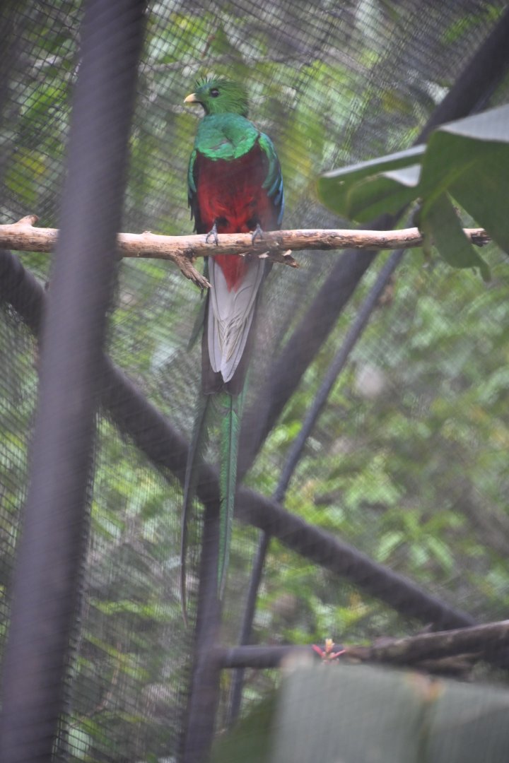 Resplendent quetzal (Pharomachrus mocinno)