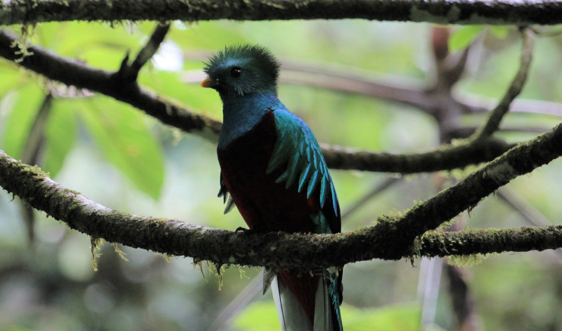 Resplendent Quetzal