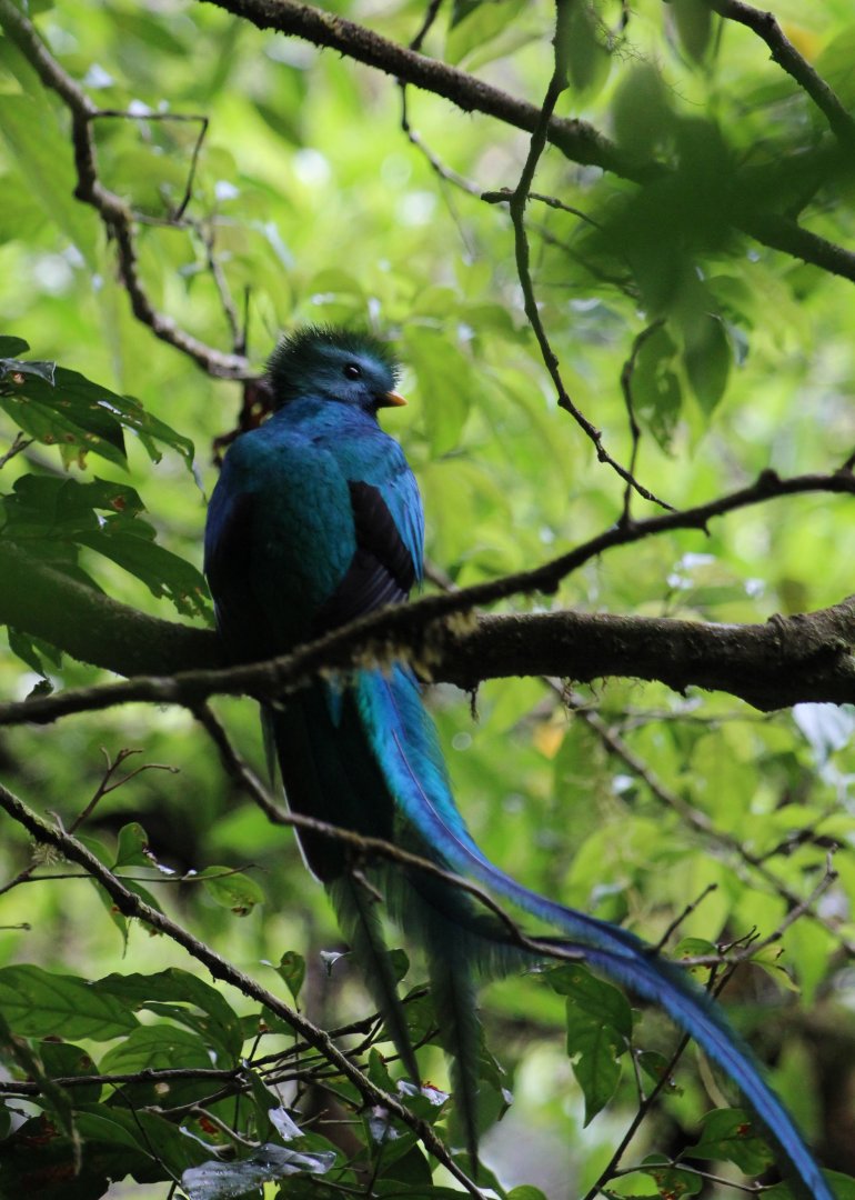 Resplendent Quetzal