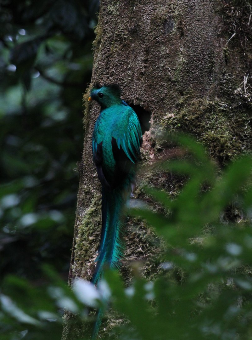 Resplendent Quetzal