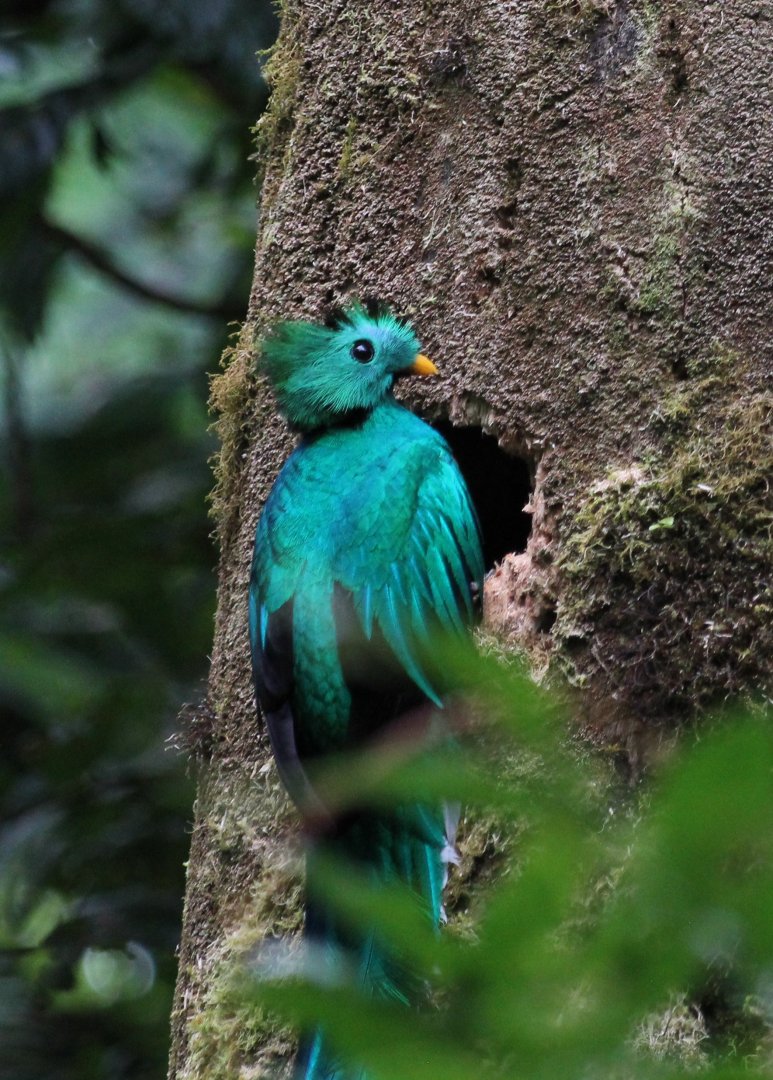 Resplendent Quetzal