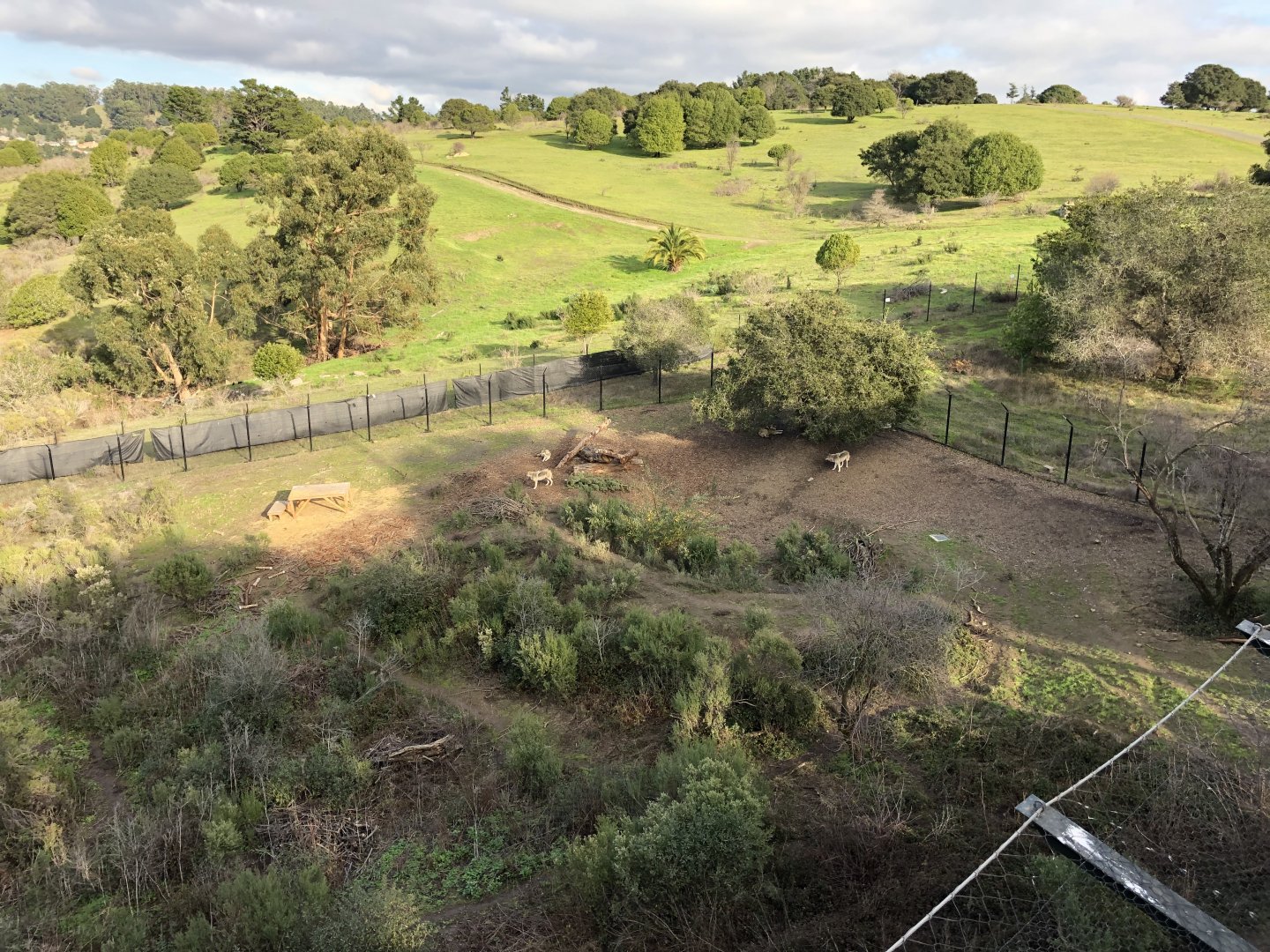 Rest of the wolf exhibit