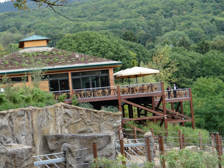 Restaurant above the pavilion Loxodonta africana