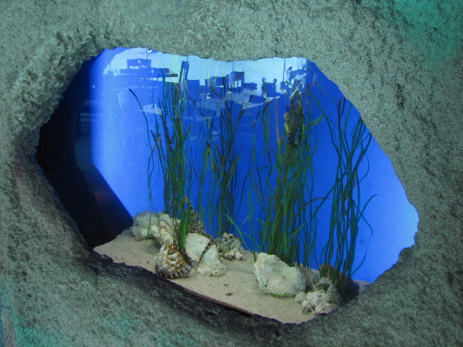 Restaurant - Seahorse Exhibit