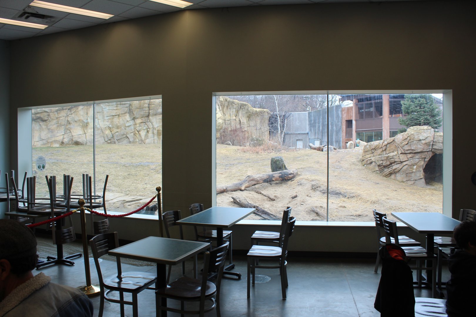 Restaurant View of Polar Bear Exhibit - Arctic Passage