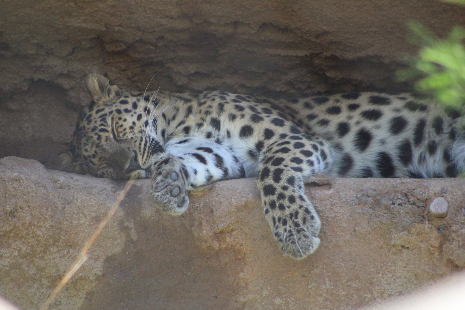 Resting Amur Leopard (P. p. orientalis)