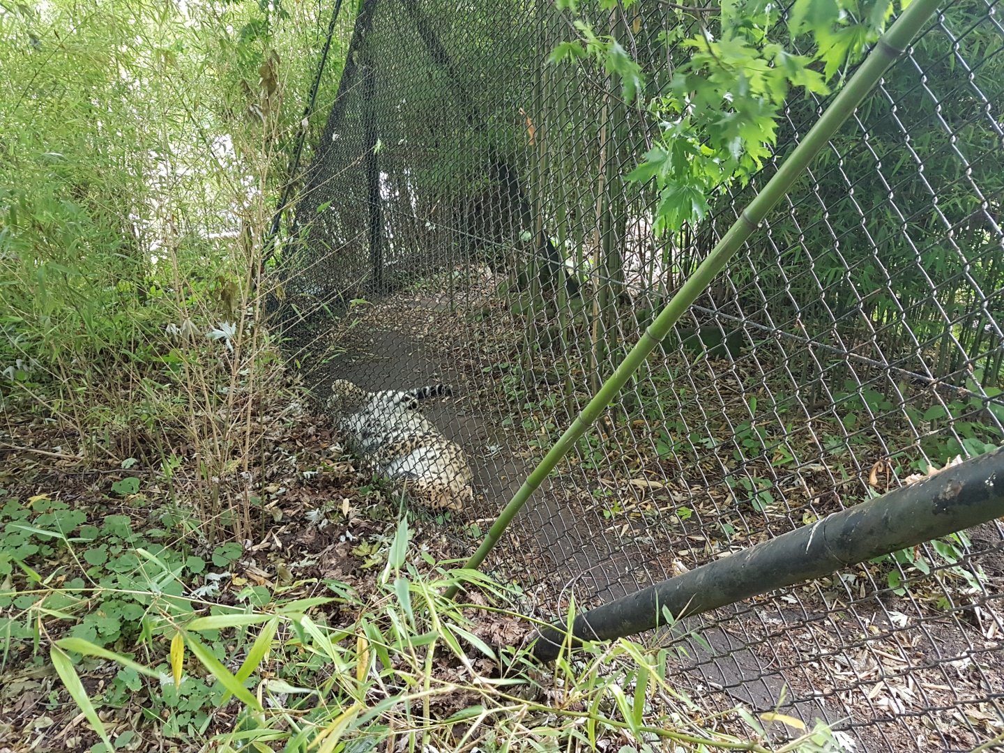 Resting Amur leopard