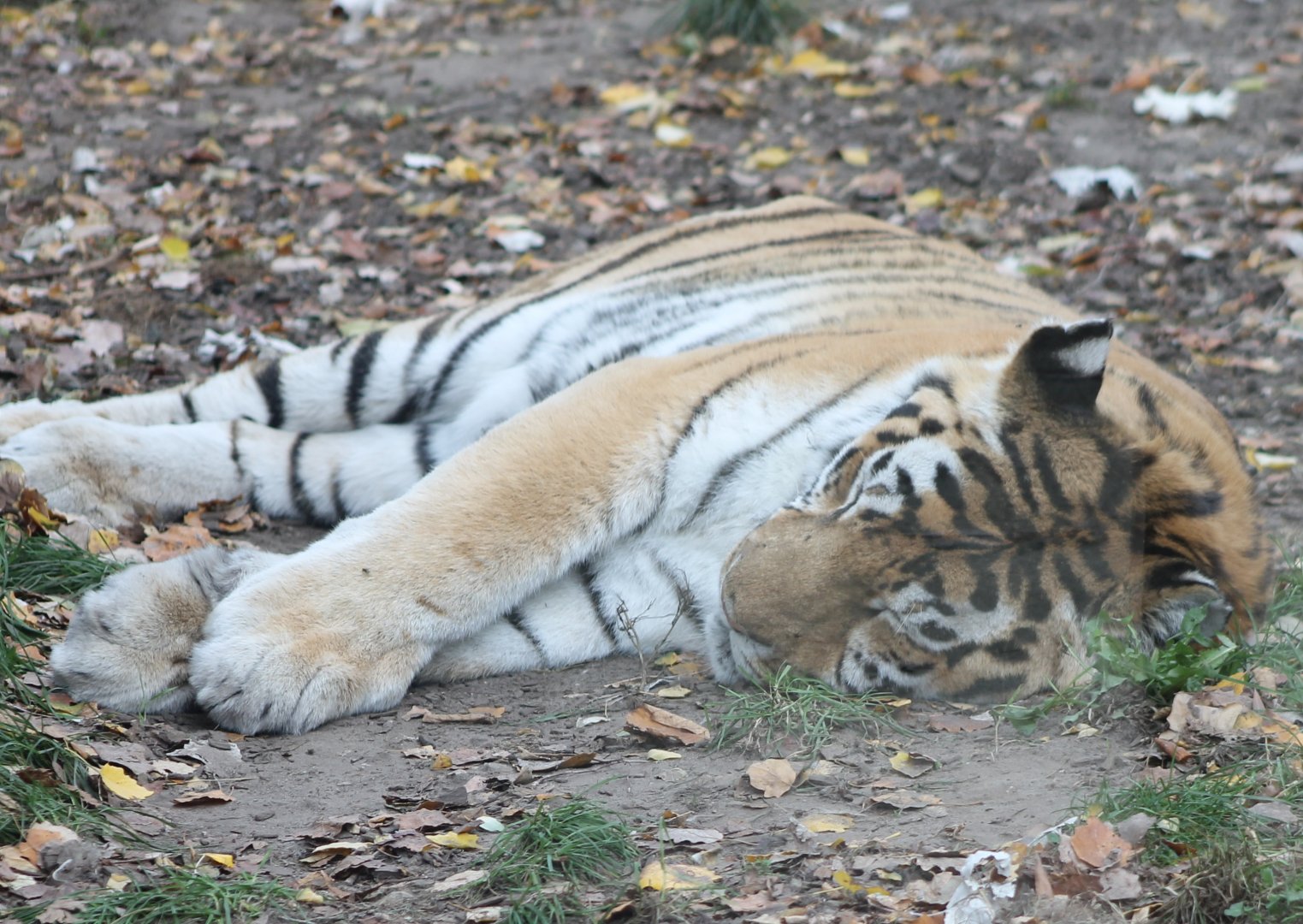 Resting Amur tiger