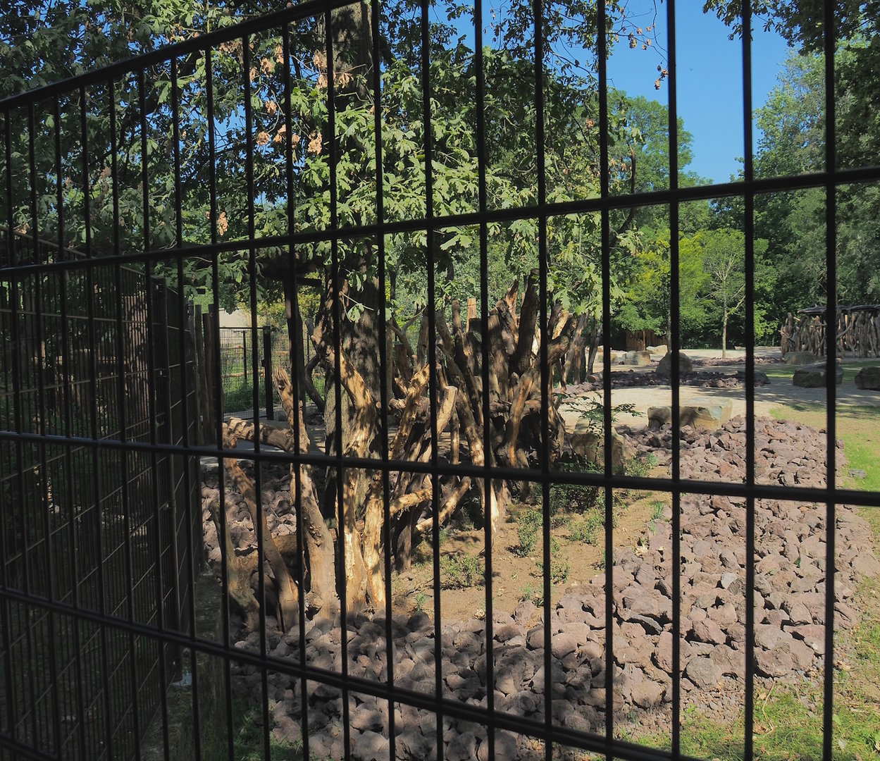 Resting area for Saharan Dorcas gazelles, not accessible to Somali wild asses, 2023-07-19