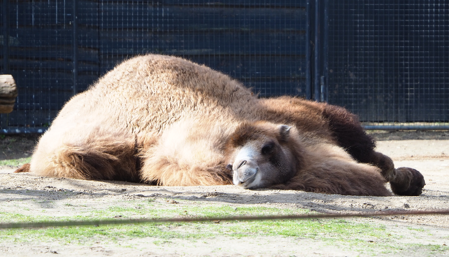 Resting Bactrian camel (Camelus bactrianus), 2021-02-23