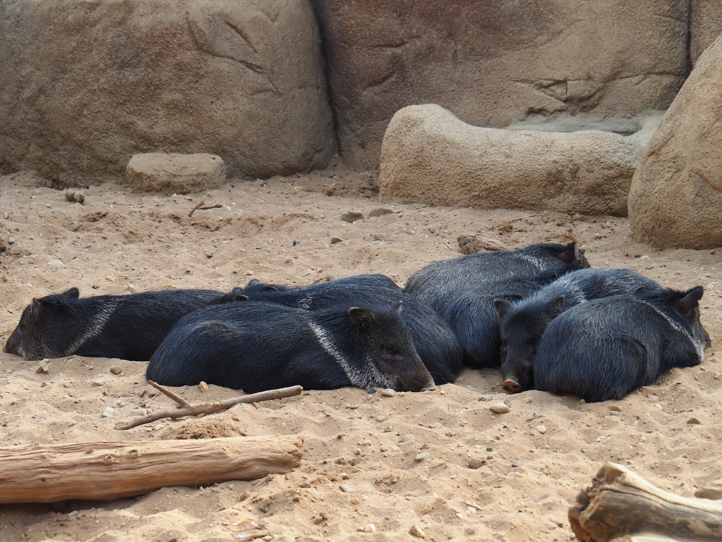 Resting drove of collared peccaries (Pecari tajacu), Sep 16th, 2018