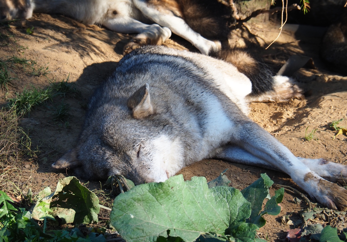 Resting Eurasian wolf (Canis lupus lupus), Oct 13th, 2018