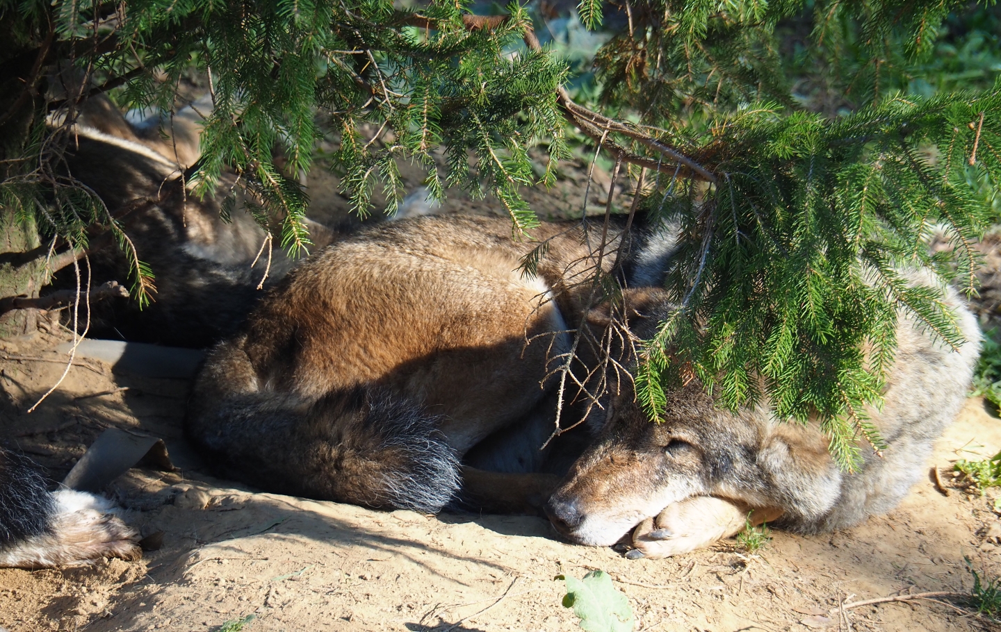 Resting Eurasian wolf (Canis lupus lupus), Oct 13th, 2018