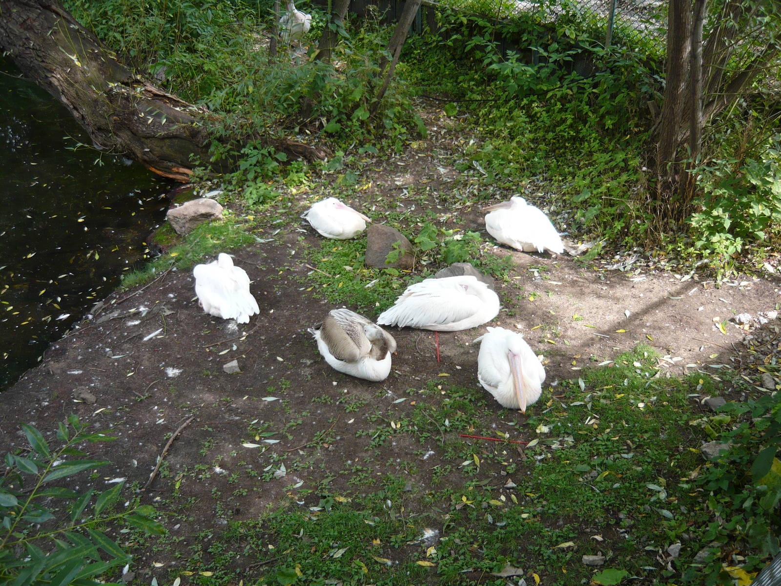 Resting Great white pelicans