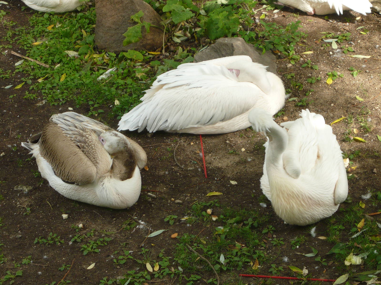 Resting Great white pelicans