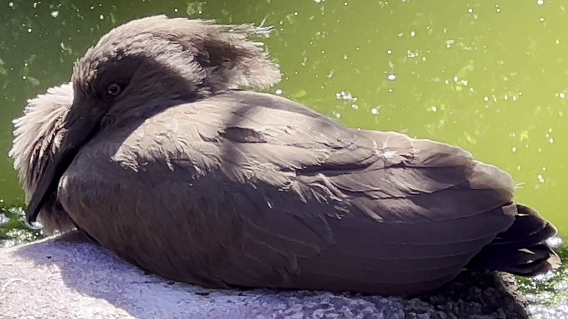 Resting Hamerkop