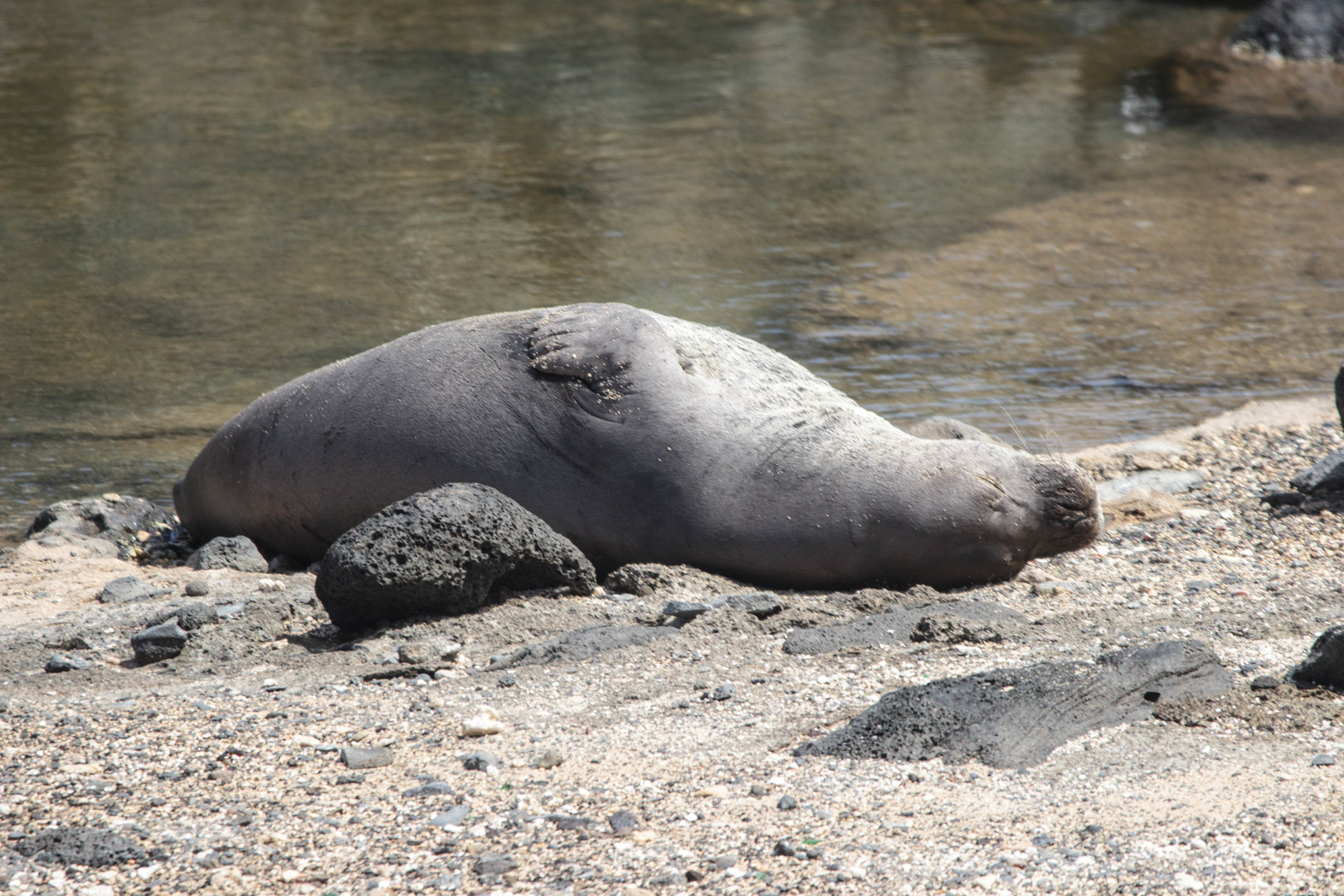 Resting 'īlio Holo I Ka Uaua