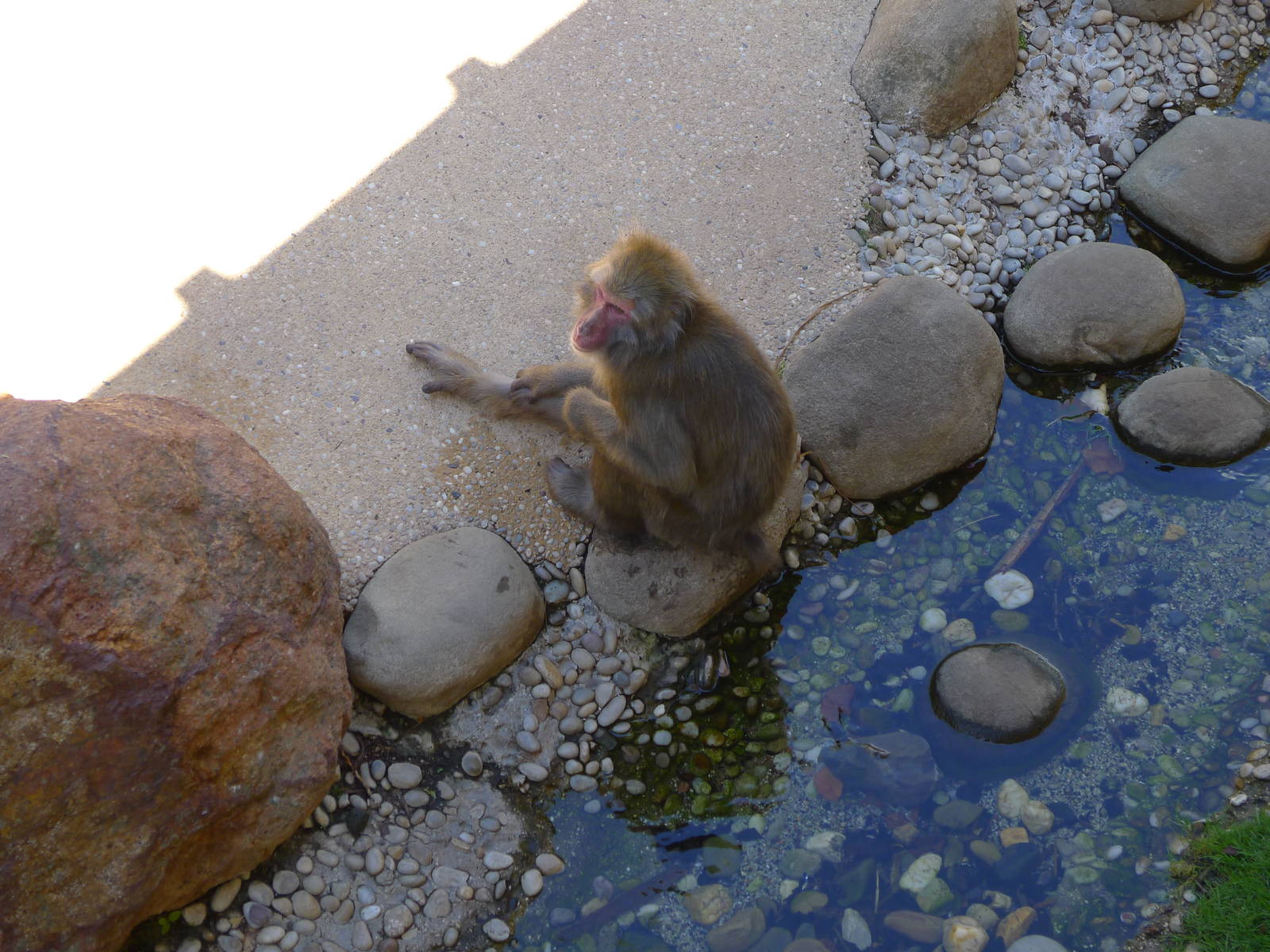 resting in the shade