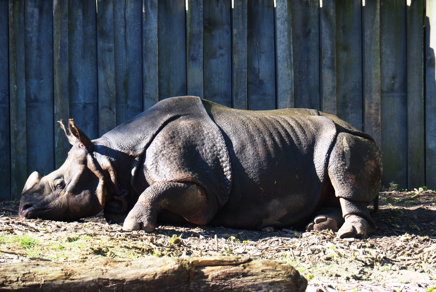 Resting Indian rhinoceros (Rhinoceros unicornis), 2019-05-31
