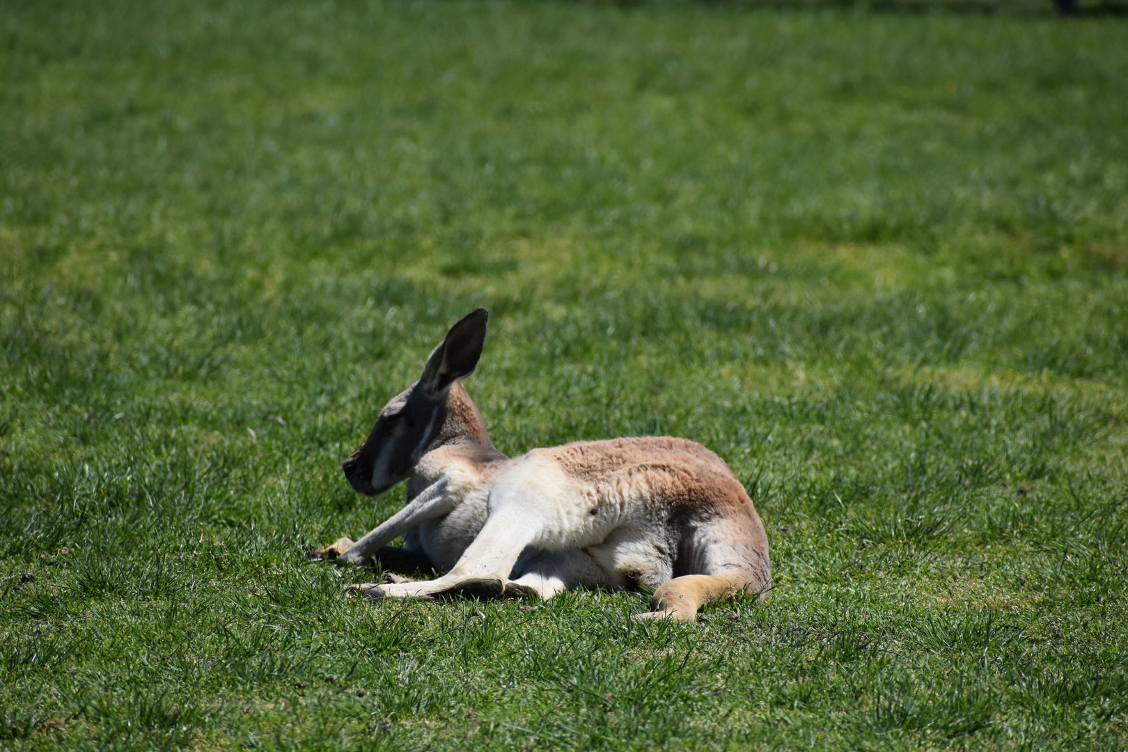 Resting Kangaroo