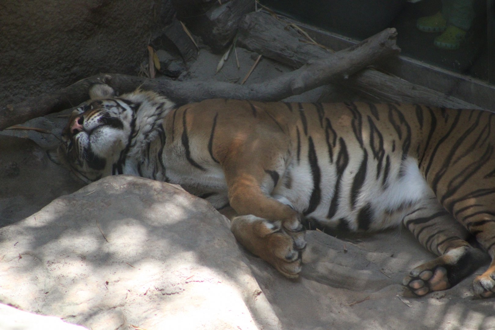 Resting Malayan Tiger (P. t. tigris / “jacksoni”)