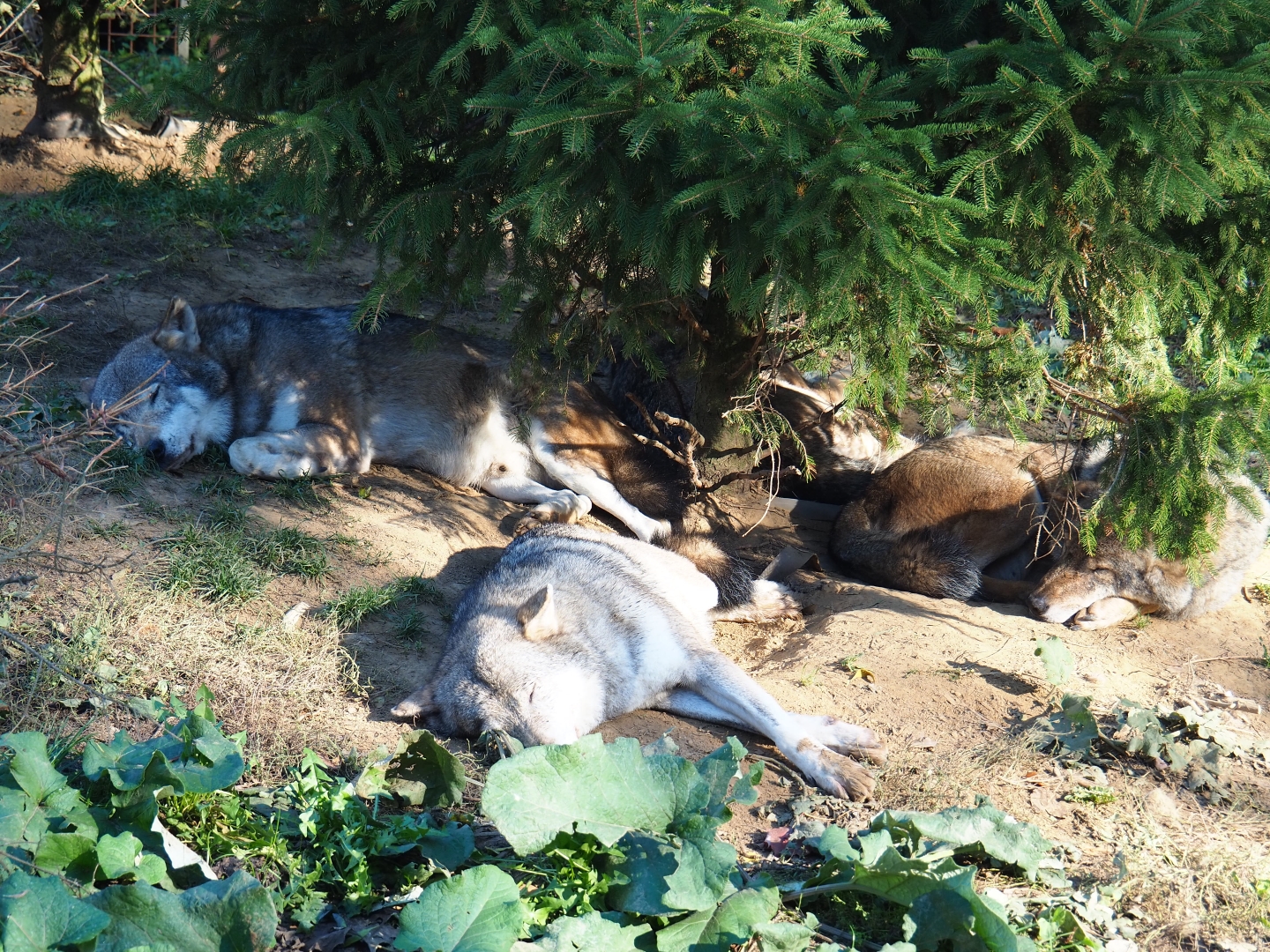 Resting pack of Eurasian wolves (Canis lupus lupus), Oct 13th, 2018