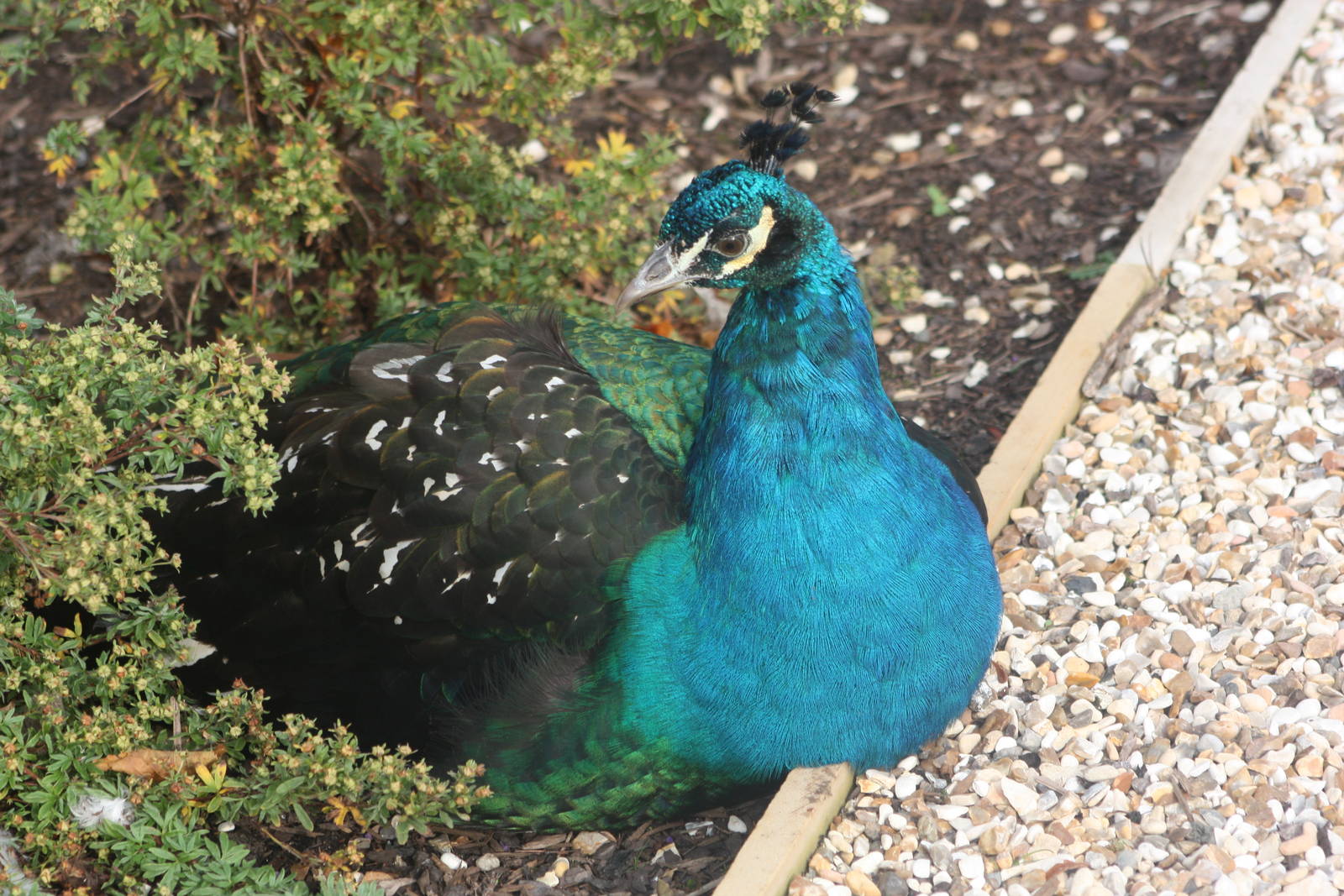 Resting peacock, 27th October 2014