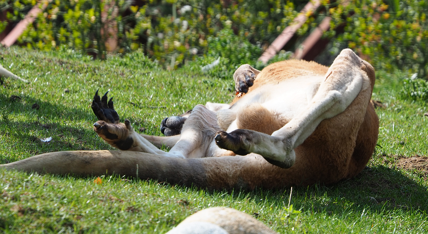 Resting Red kangaroo (Macropus rufus), 2020-09-02